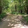 halfverharding westerveldse bos Zwolle
